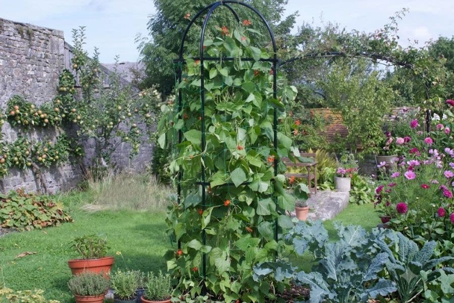 Climbing bean plants grow up a tall metal trellis in a lush backyard garden with vegetables, flowers, and fruit trees nearby. Vertical supports help maximize space when growing edible plants in home gardens.