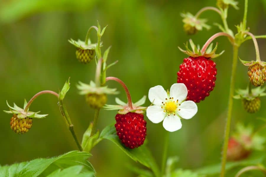 Wild strawberry plant with ripe red berries, unripe green fruit, and a white blossom growing among green foliage. The plant demonstrates how edible plants can provide both seasonal flowers and fresh fruit.