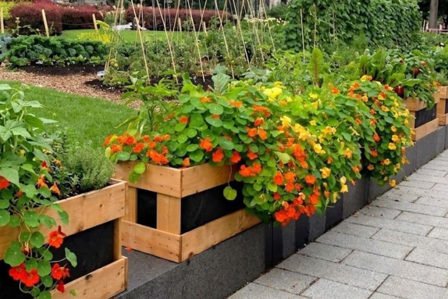 Wooden raised planters overflow with bright orange and yellow nasturtiums alongside herbs and vegetables in a backyard garden. Nasturtiums are edible plants that add colorful flowers while attracting pollinators to vegetable beds.