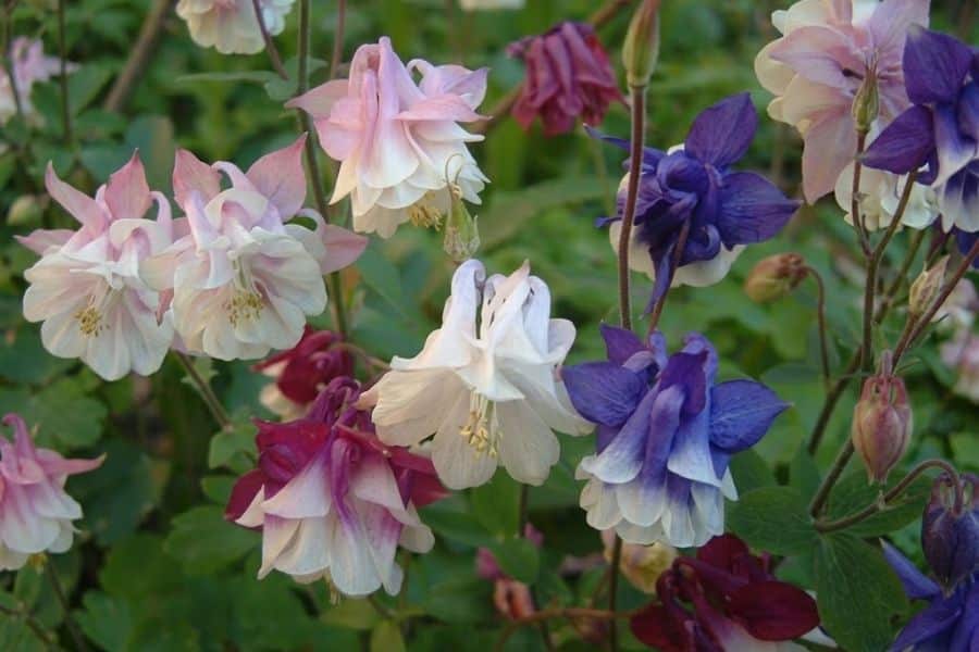 Pink white burgundy and deep purple columbine flowers bloom among green foliage. Columbines can spread naturally around the garden and add soft layered color to displays of self seeding flowers.