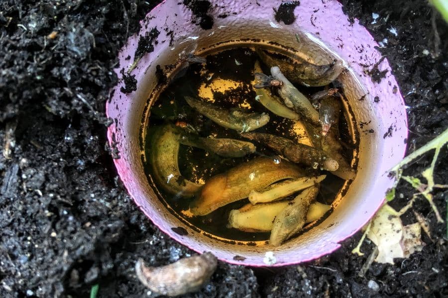 Several slugs submerged in murky water inside a small container set into dark garden soil. The collected slugs show another way gardeners may remove these pests without relying on salt.
