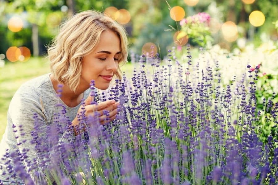 A woman leans into tall purple lavender and gently cups the flowers as she breathes in their fragrance. The aromatic blooms illustrate how lavender can contribute a fresh herbal layer to scent stacking.