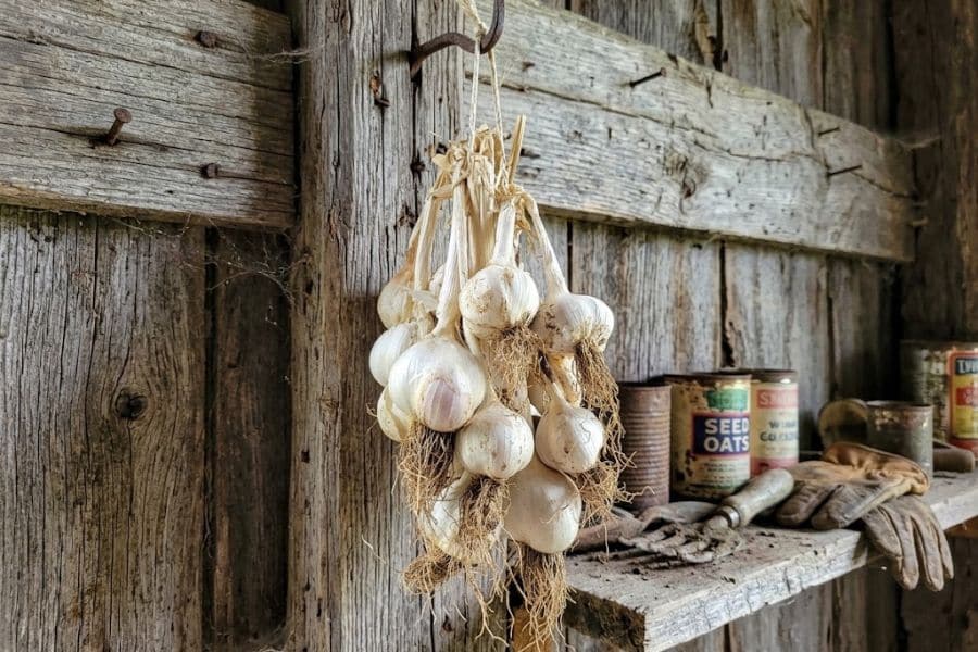 Bundles of freshly harvested garlic hang to dry from a hook inside a rustic wooden shed. Old garden tools and tins sit on a dusty shelf including a container labeled "SEED OATS".