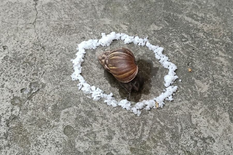 Large brown slug surrounded by a ring of coarse salt on a concrete surface. The setup demonstrates the common question does salt kill slugs by showing salt placed as a barrier around the slug.