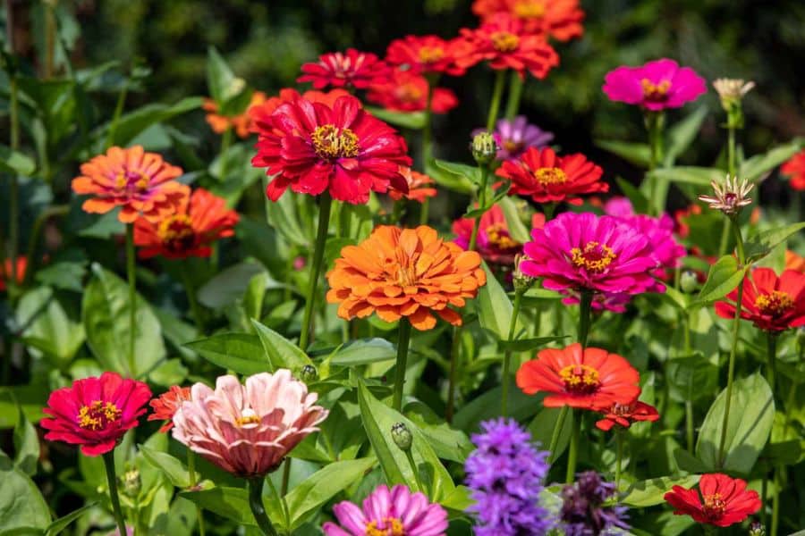 Bright red orange pink and purple zinnias fill a sunny garden bed with dense summer color. The flowers rise on tall green stems with blooms at different stages of opening.