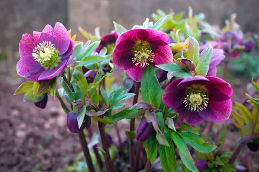 Deep burgundy hellebore flowers with pale centers bloom above glossy green leaves. Several open flowers and unopened buds create an early season display in the garden.