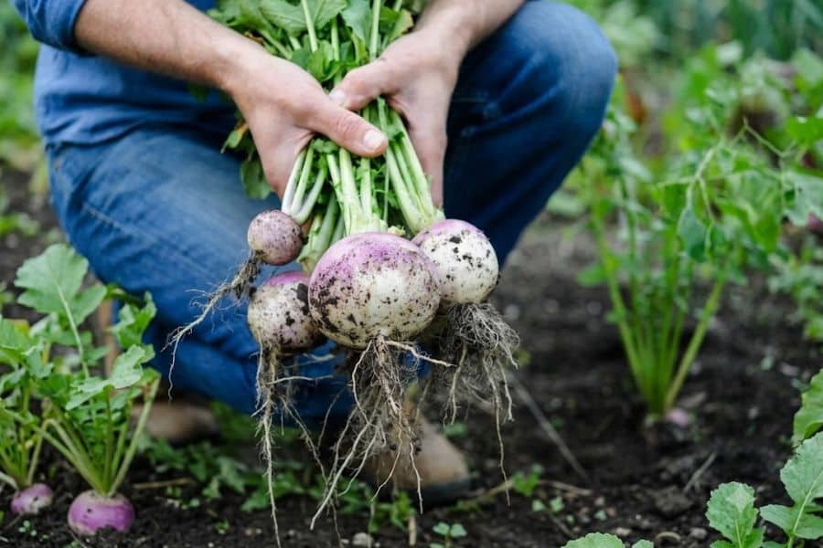 A gardener holds a bunch of freshly pulled purple top turnips with soil clinging to their roots. The vegetables are gathered from a thriving garden during the fall harvest.