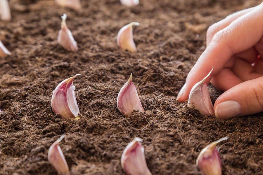 Individual garlic cloves are spaced across loose brown soil as a hand presses one into the ground. The cloves are positioned upright to plant garlic with the pointed ends facing upward.