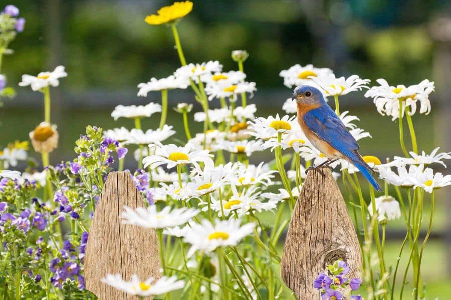 How to Attract Birds Into Your Garden All Year and Keep Them Coming Back