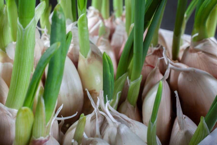 Garlic bulbs produce tall green shoots as new growth emerges from the cloves. The close view shows how garlic begins developing after planting.