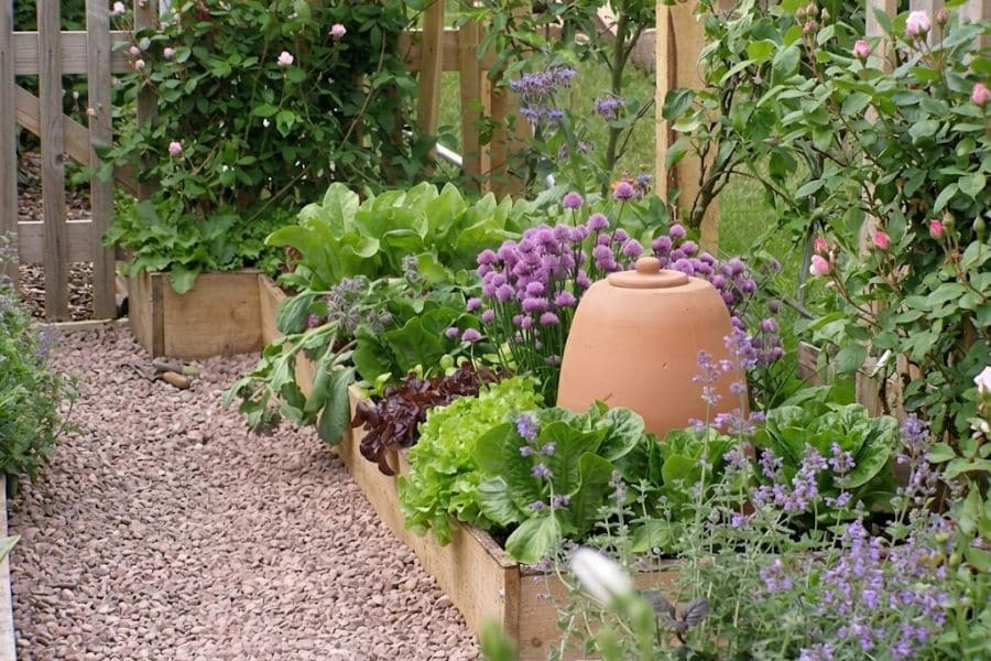 A terracotta forcing pot sits among leafy greens and purple chive flowers in a raised wooden garden bed. Pink roses and a wooden trellis surround the densely planted vegetable garden.