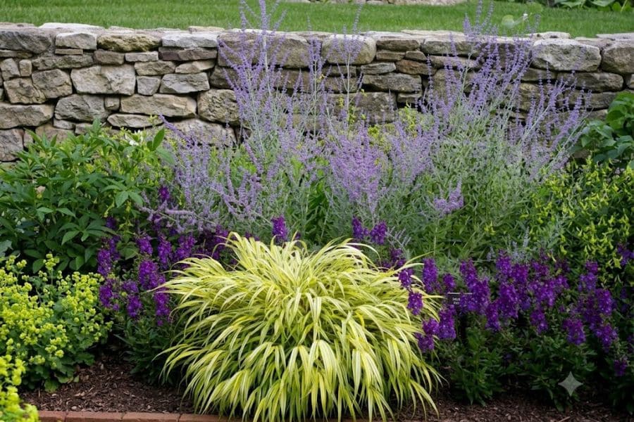 Variegated ornamental grasses planted in front of a stone retaining wall with purple salvia, Russian sage, and chartreuse perennial foliage. The combination of textures and cool toned flowers creates a balanced garden border.
