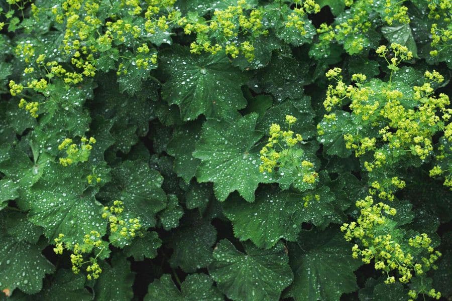 Dense green lady's mantle foliage is covered in water droplets and clusters of tiny yellow green flowers. The spreading plants form a lush ground level layer through the garden.