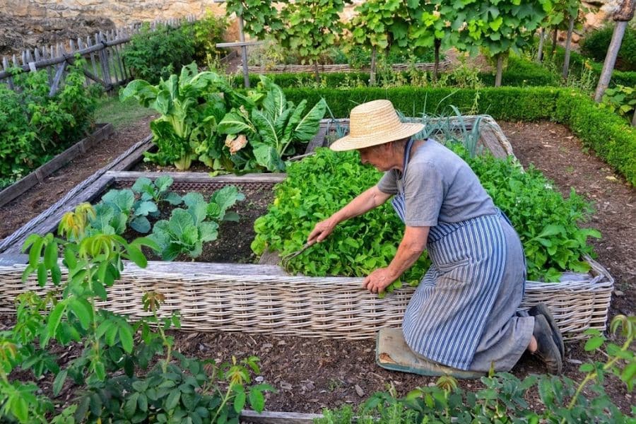 Gardener wearing a wide straw hat tends lush vegetables in raised garden beds. Dense leafy greens and established plants show a productive garden that may need extra watering and protection during a heatwave.