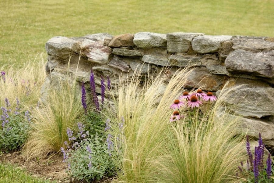Clumps of pale gold ornamental grasses planted along a rustic stone wall with purple salvia, lavender, and pink coneflowers. The grasses soften the hardscape while adding movement and seasonal texture.