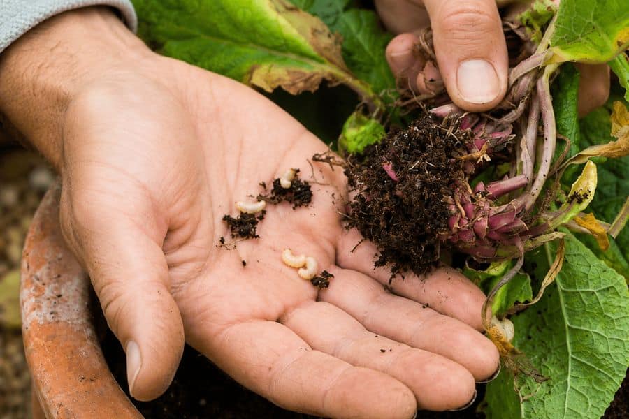 Several small cream colored vine weevil larvae rest in a gardeners palm beside the exposed roots of an uprooted plant. The grubs around the damaged roots show one sign of a vine weevil problem.
