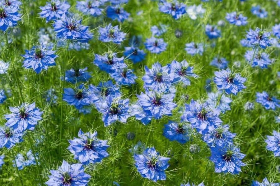 Dozens of blue love in a mist flowers bloom among delicate feathery green foliage. This airy flowering plant readily fits into a garden of self seeding flowers that return in new spots.