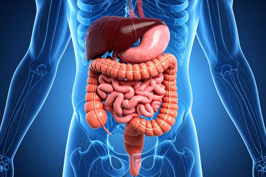 A medical illustration shows the digestive system inside a translucent human torso. The liver stomach small intestine large intestine rectum and surrounding skeleton are visible to show how digestion and food volume can affect body weight.