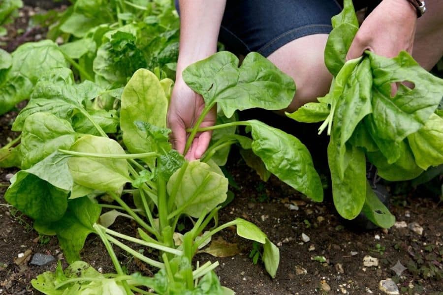 A gardener gathers broad spinach leaves by hand from a dense vegetable bed. A small bundle of freshly picked greens is held beside the remaining plants.