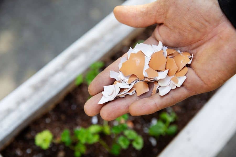 Hand holding a pile of crushed brown and white eggshells above a raised garden bed. Crushed eggshells are sometimes placed around plants as an alternative way to deter slugs.