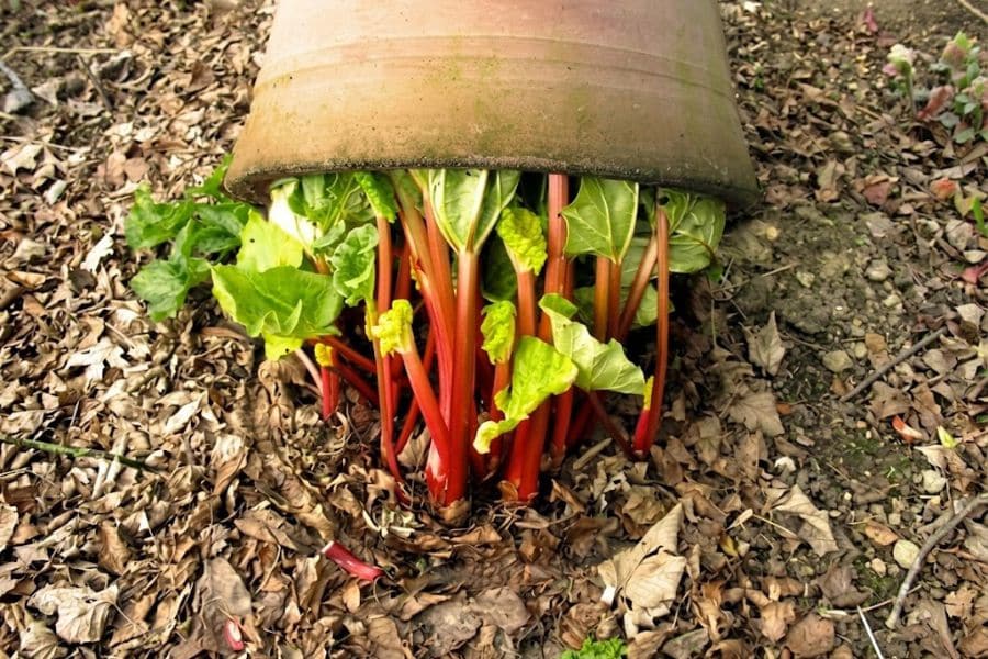 Red rhubarb stalks and green leaves emerge from beneath an overturned terracotta forcing pot. The setup shows The Rhubarb Method with the plant growing under the covered pot.