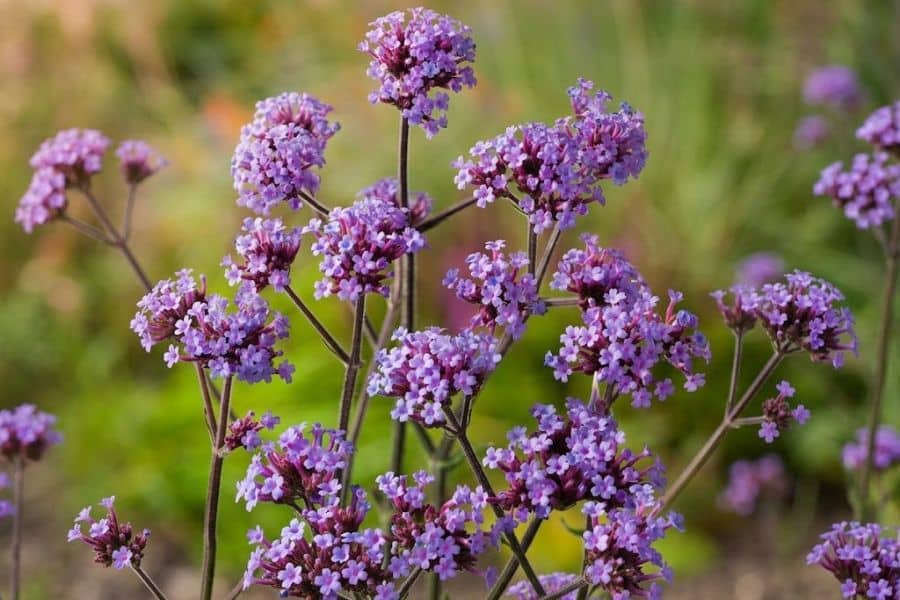 Tall branching stems of purple verbena hold rounded clusters of tiny flowers above a softly blurred garden. The open structure gives the planting height while allowing the surrounding garden to remain visible.