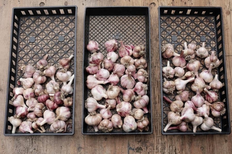 Dozens of harvested garlic bulbs with white and purple striped skins are spread across three black trays. The bulbs are laid out in a single layer after harvest so they can dry and cure.