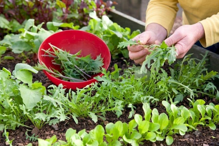 A gardener picks tender arugula leaves and places them into a bright red bowl. Rows of leafy salad greens fill the raised garden bed around the harvest.