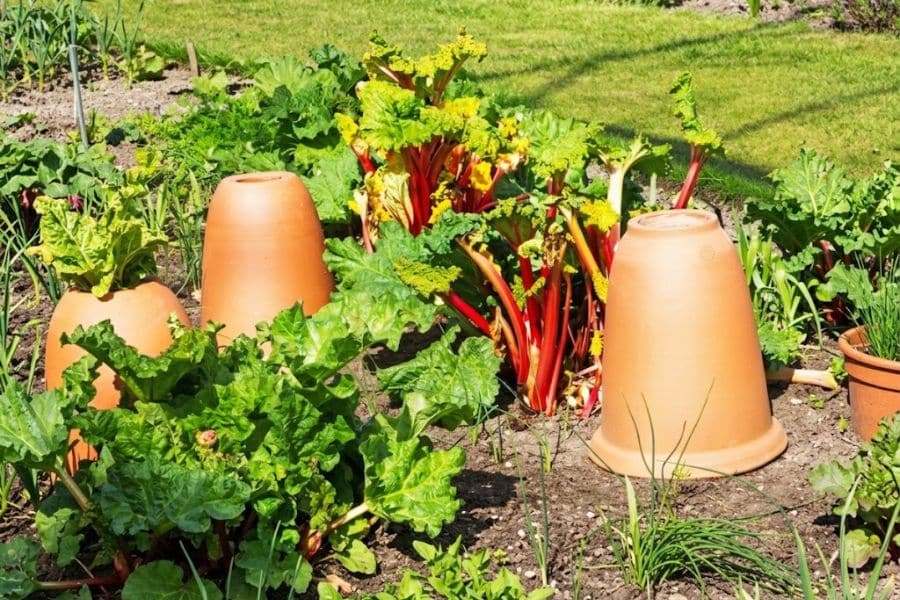 Large rhubarb plants with bright red stalks and broad green leaves grow throughout a sunny vegetable garden. Several upside down terracotta forcing pots cover individual plants between the mature rhubarb.