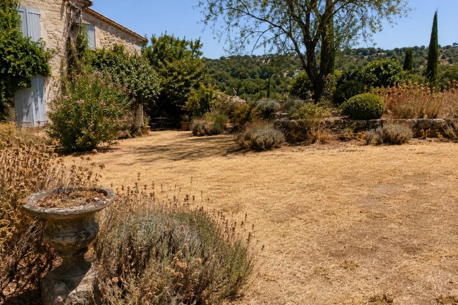 Brown lawn surrounds a rustic stone house and dry garden filled with lavender and mature trees. The sun scorched grass and plants show the effects of a hot dry summer.