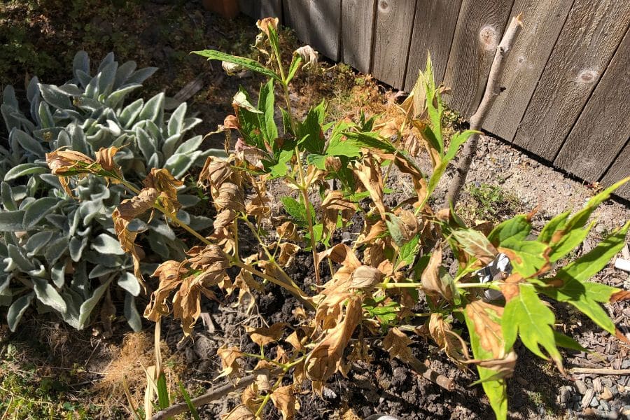After Six Intense Heatwaves, My Plants Are Wilting. Here’s What You Need To Do To Bring Them Back To Life