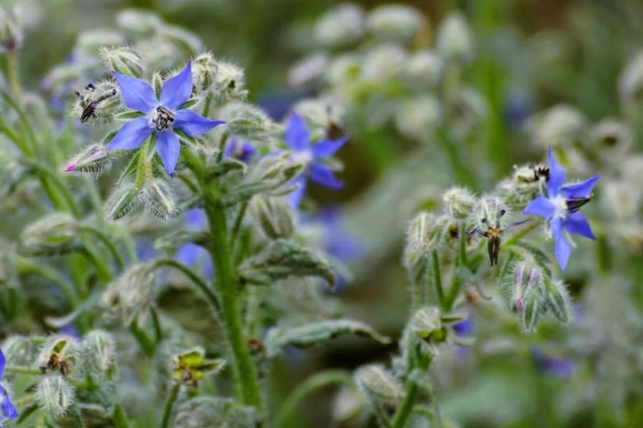 Blue borage flowers bloom among fuzzy green stems and buds. The star shaped blossoms have vivid blue petals and dark centers.