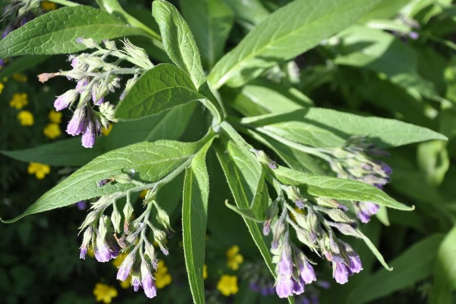 omfrey plant with broad green leaves and clusters of small purple bell shaped flowers. Sunlight highlights the fuzzy stems and hanging blossoms.