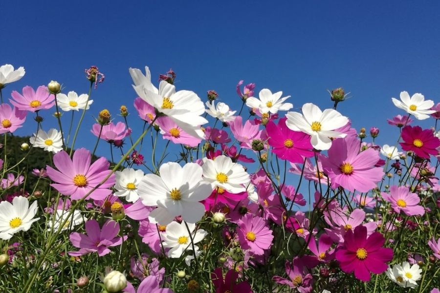 Pink white and magenta cosmos flowers bloom beneath a clear blue sky. The open flowers have bright yellow centers and delicate petals.