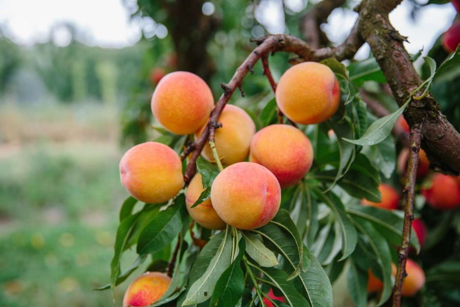 Ripe peaches in shades of orange yellow and blush pink cluster on a leafy peach tree branch. The orchard background is softly blurred while the fruit and green leaves fill the foreground.