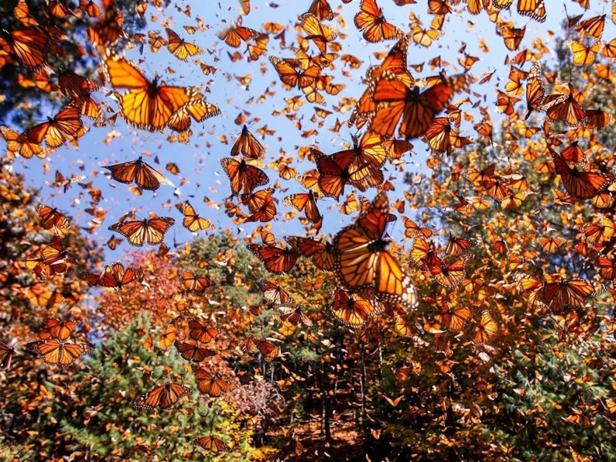 How You Can Help Monarch Butterflies Navigate the Fall Migration Safely