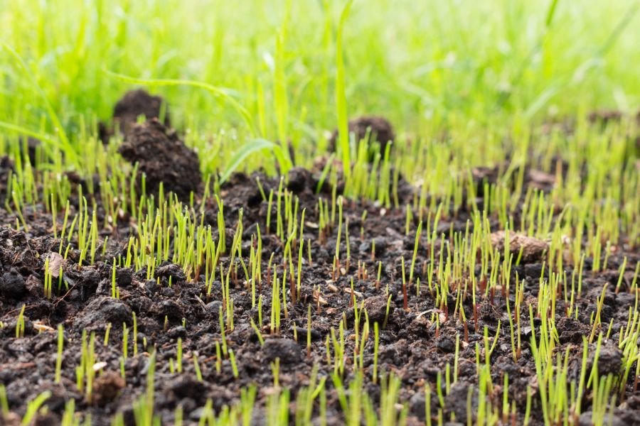 Bright green seedlings emerge from dark moist garden soil. The new growth shows young plants becoming established in a garden bed.