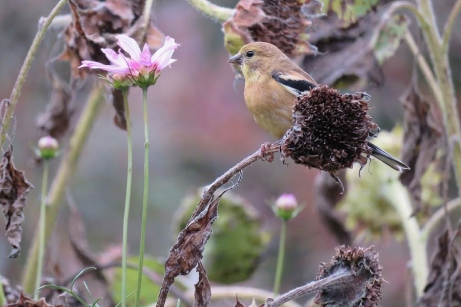 A small tan bird perches on a dried flower seed head beside a pale pink bloom. Brown spent flowers and stems surround the bird in the garden.