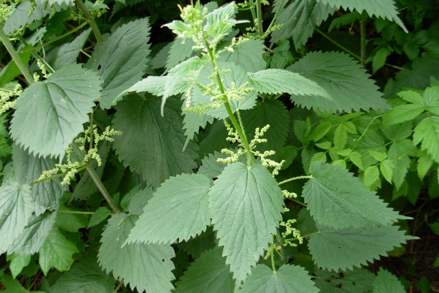 Stinging nettle grows in a dense patch of greenery. The plant has large serrated leaves and upright stems covered with clusters of tiny green flow