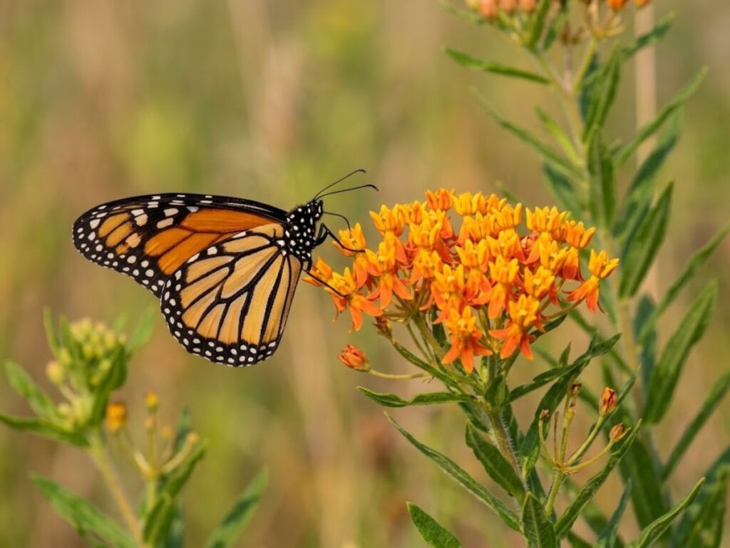 A monarch butterfly rests on a cluster of bright orange flowers with its wings open to the side. The close view shows the distinctive orange black and white wing pattern as it feeds among the blossoms.