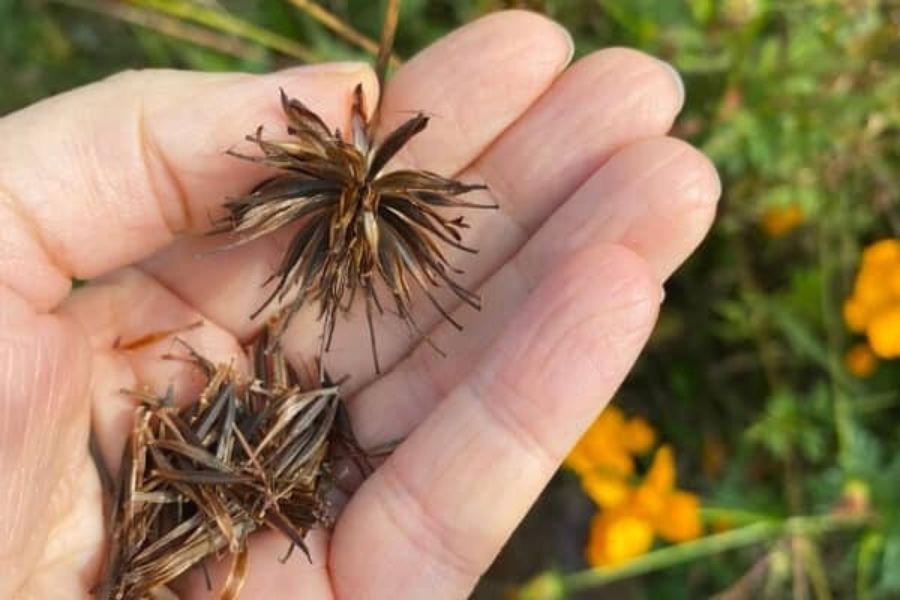 A hand holds several dried cosmos seed heads filled with long narrow brown seeds. Orange flowers and green foliage appear blurred in the garden behind the hand.