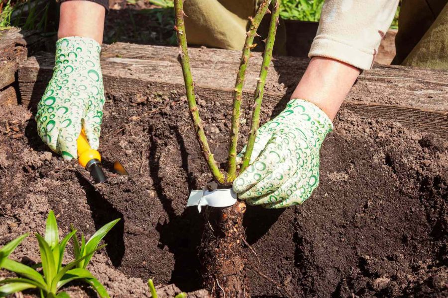 A gardener wearing patterned gloves places a bare root shrub into a freshly dug hole. A hand trowel is used to fill soil around the roots.