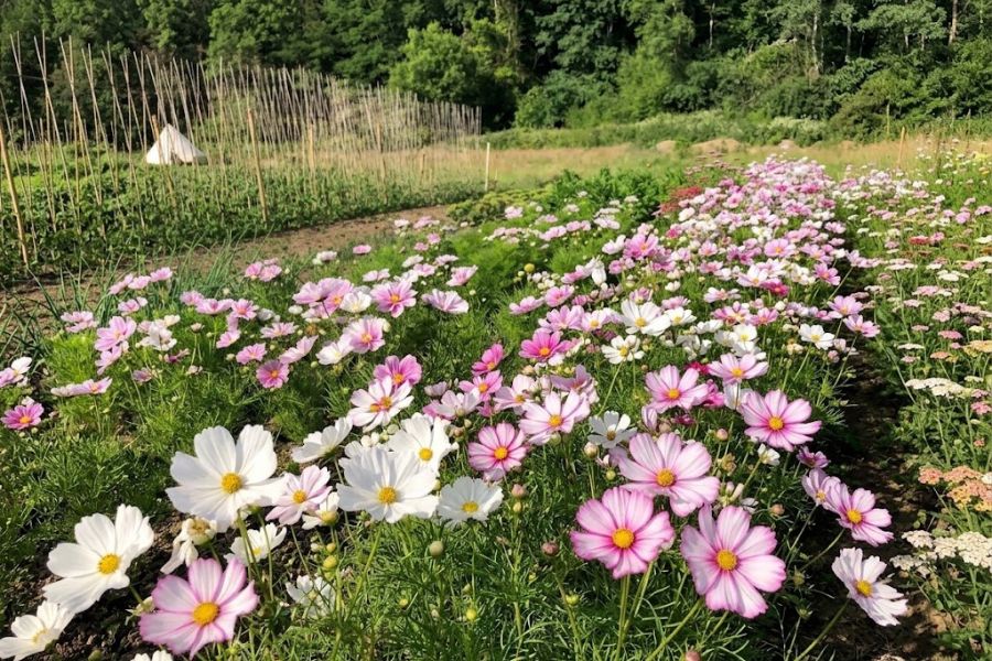 Rows of pink and white cosmos flowers bloom across a large garden bed. Vegetable rows wooden stakes and a dense green tree line fill the background.