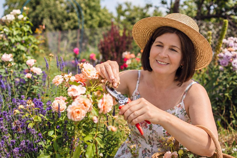A woman in a straw hat deadheading peach colored roses with red handled pruning shears in a flower filled garden. She holds a spent bloom with one hand while positioning the shears beneath it.