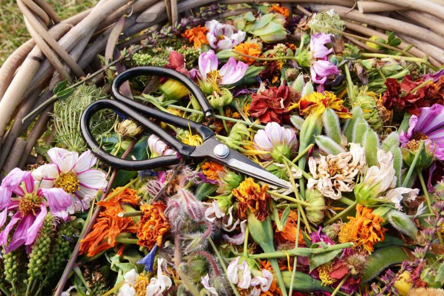 The Flowers Worth Deadheading (and the Ones Where You’re Wasting Your Time)