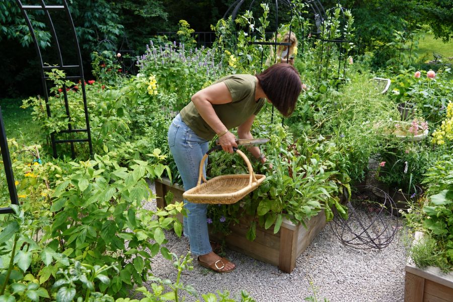 The Old-Fashioned Gardener: Plants and Weeds Worth Keeping On Your Allotment or Kitchen Garden