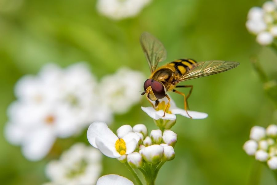 A yellow and black striped hoverfly stands on tiny white blossoms against a soft green background. The close up shows how hoverflies feed on nectar and visit delicate garden flowers.