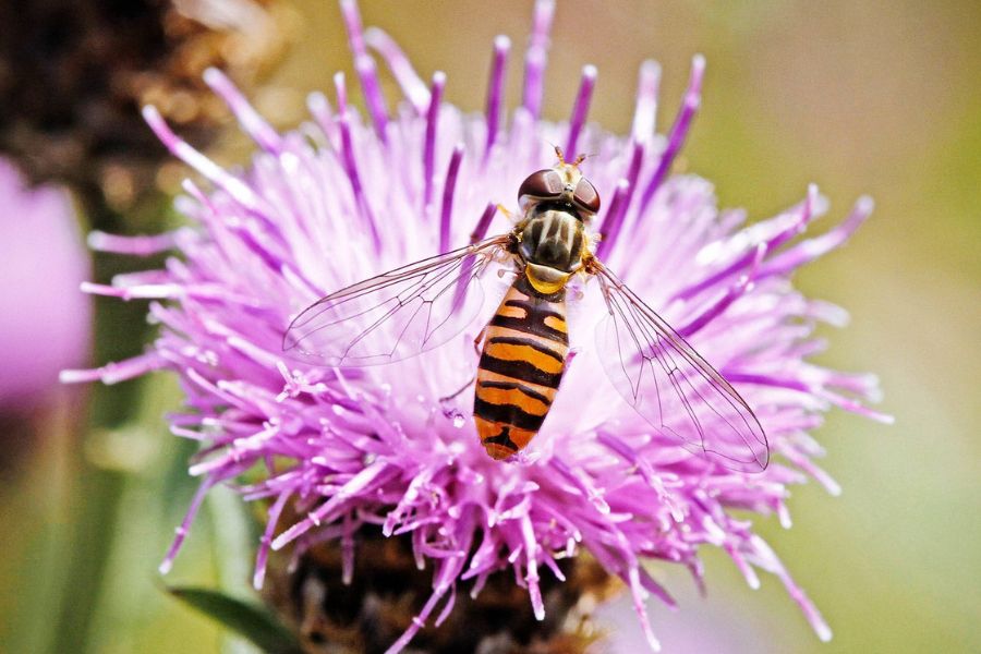 What Hoverflies Are Actually Doing in Your Garden (And Why Shooing Them Away Is a Mistake)