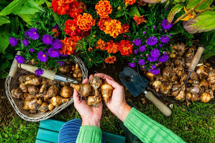 A gardener holds several flower bulbs beside a basket filled with bulbs and gardening tools. Orange marigolds and purple flowers surround the planting area and illustrate one option when deciding what to plant in fall.