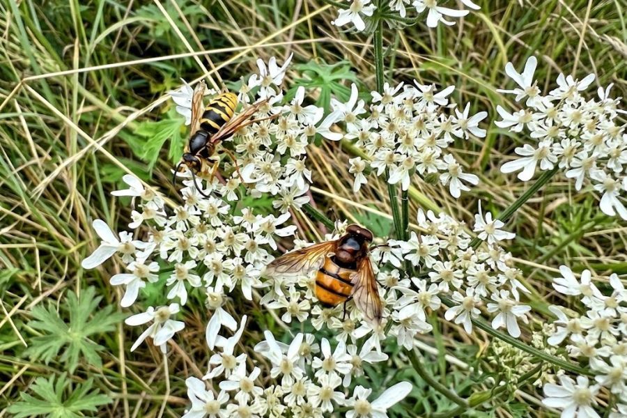 Two hoverflies feed on clusters of small white umbel flowers in a grassy garden setting. The flat flower heads show the kind of blooms that help attract hoverflies.